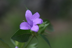 Barleria cristata